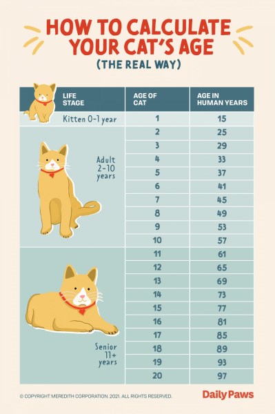 The Real Way to Calculate Your Cat’s Age in Human Years