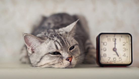 Can Cats Tell Time?