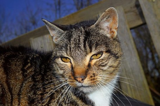 Do Senior Cats Get Along With Younger Cats?