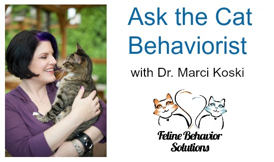 Ask the Cat Behaviorist with Dr. Marci Koski: Cat Won’t Come Out of Hiding, Cat Frightened of His Human, Cat Avoids Carpet, and More