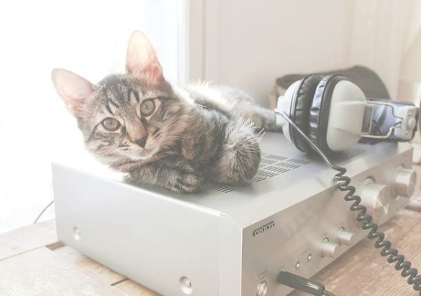 Can Music Make Vet Visits Less Stressful for Cats?