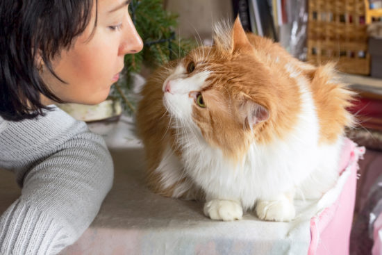 Does Your Cat Reflect Your Personality?