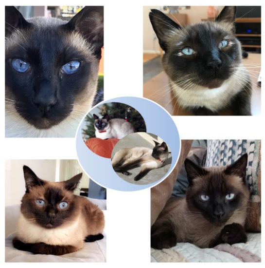 Is There a Genetic Basis for the Unique Behaviors of Siamese Cats?