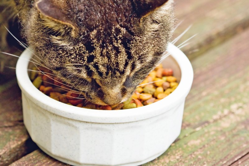 Just Like Us, Cats Would Rather Not Work for Their Food, a New Study Suggests