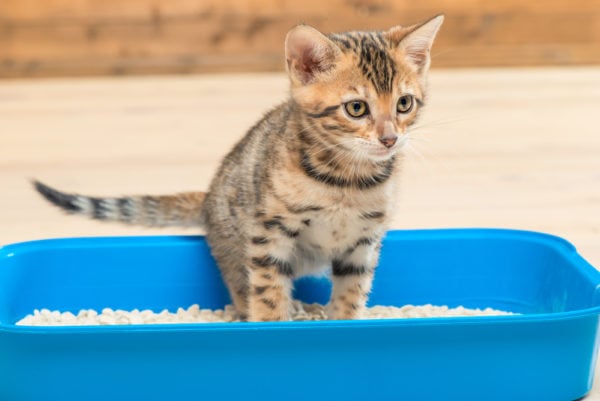 Is Your Cat a Vertical Pee-er? What to Do & How to Help