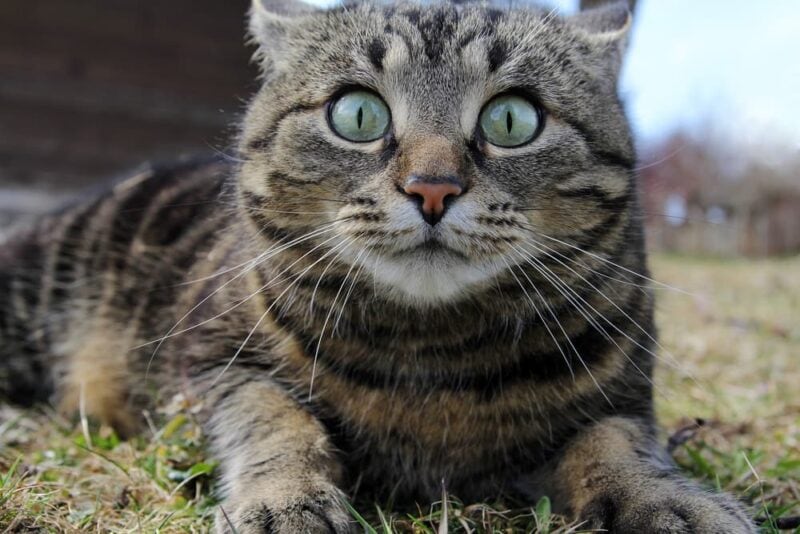 How to Calm an Anxious Cat