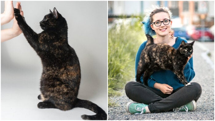 Tortie Holds Guinness World Record for Most Tricks Performed in One Minute