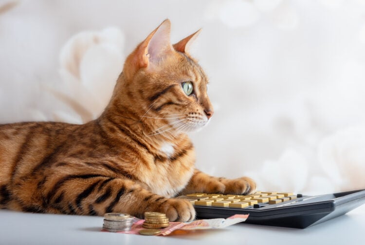 The Importance of Being Financially Prepared to Be a Cat Parent