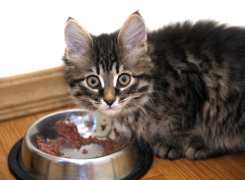 Food Sensitivities and Food Allergies in Cats