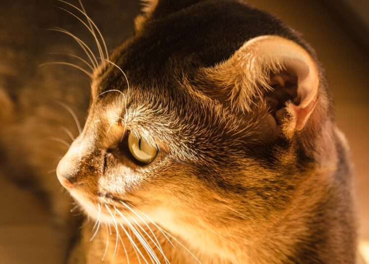 What Are the Small Pockets on Your Cat’s Ear?