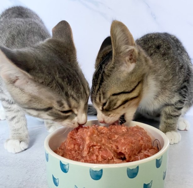 Raw Food for all Life Stages, from Kitten to Senior