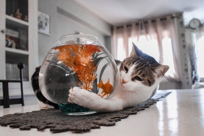 Cats and Fish: To Feed or Not to Feed?