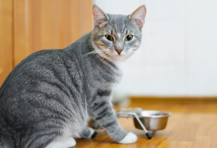 Make Mealtime Peaceful for Your Cat