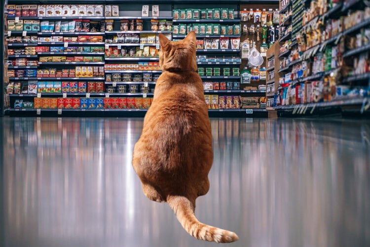 What Do The Terms on Pet Food Labels Really Mean?