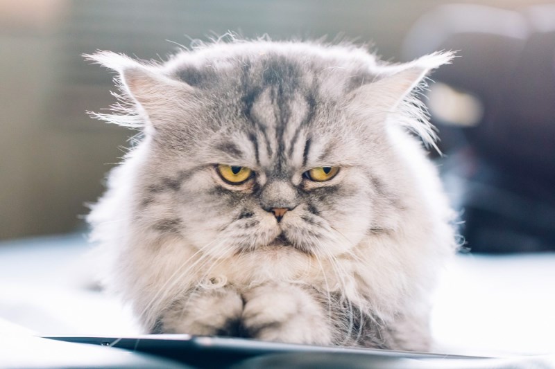 This Scientific Study Could Confirm Once and For All That, Yes, Your Beloved Cat is a Psychopath