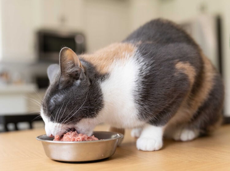 Cats Are Obligate Carnivores. Feed Them Accordingly