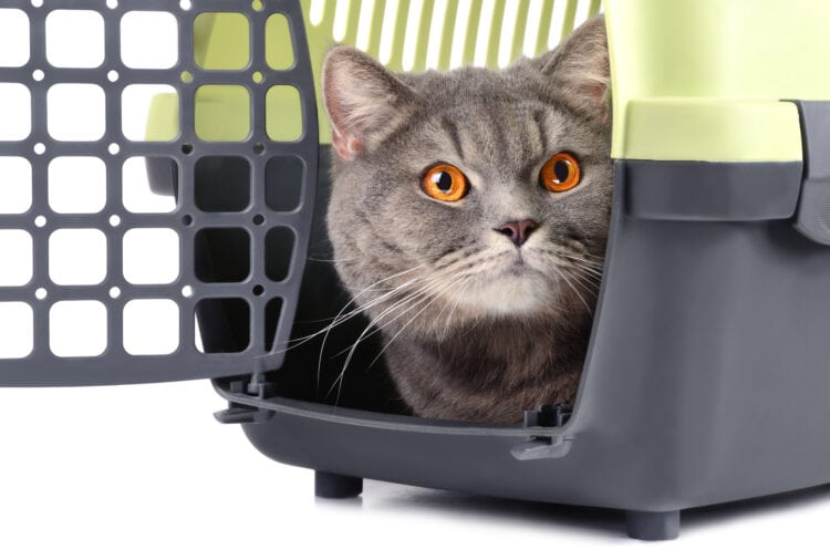 How to Get Your Cat Used to the Carrier