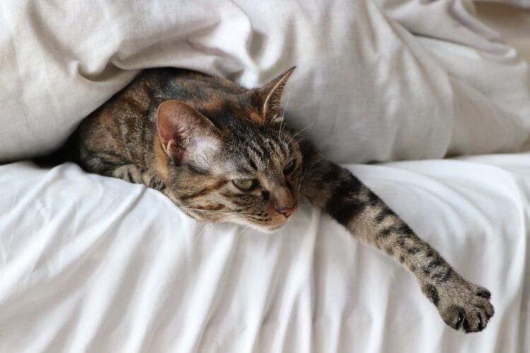 How to Keep Your Cat From Waking You Up (3 Tips That Work)