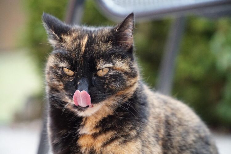 Why Does Your Cat’s Tongue Feel Like Sandpaper?