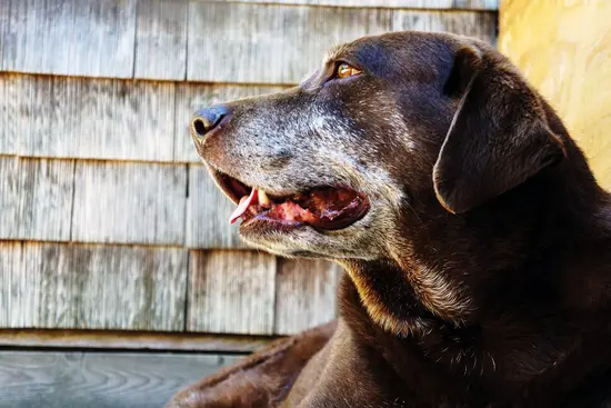 Like Humans, a Dog’s Odds for Dementia Rise With Age