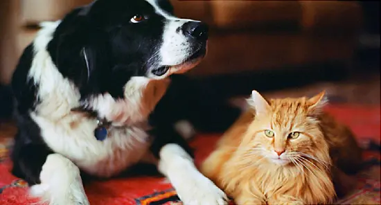 Science Says Dogs Are Smarter Than Cats