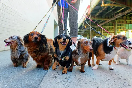 Leash Training for Better Fitness