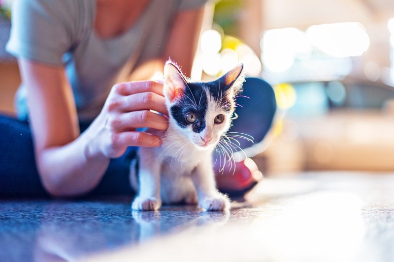 Wobbly Kitten Syndrome: Here’s How to Help Your Cat Who Has Cerebellar Hypoplasia