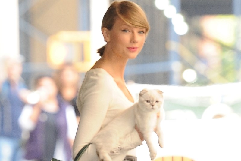 119 Cat Names Inspired By Each of Taylor Swift’s Iconic Eras