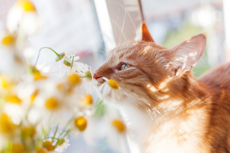 These 5 Flowers Are Toxic to Cats, So Be Aware as Spring Arrives 