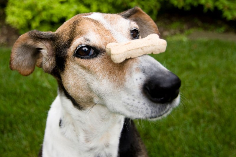 Why Training Dogs with Treats Is an Effective Way to Teach New Skills