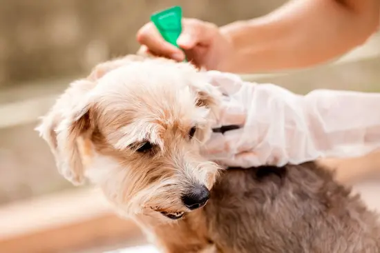 Treating and Preventing Fleas on Your Pet