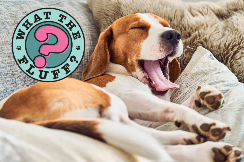 Why Do Dogs & Cats Yawn? 6 Reasons Why (Beyond Being Sleepy)