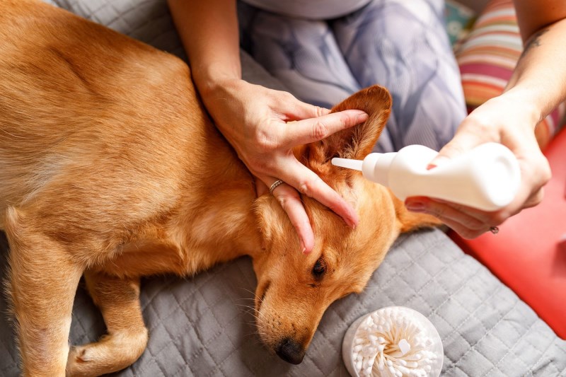 How to Clean Your Dog’s Ears