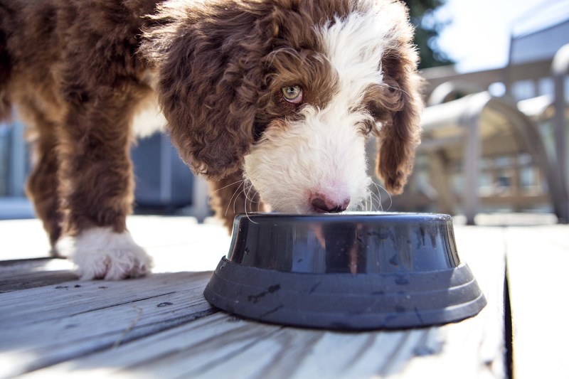 What Do You Feed a Dog With an Upset Stomach? Here’s What Vets Recommend