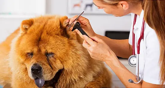 How Often Should Your Pet See a Veterinarian?