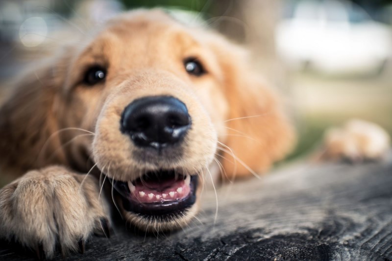 Hello New Teeth! What You Need to Know About Your Teething Puppy