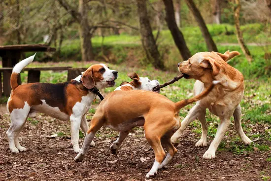 What Your Vet Wants You to Know About Dog Parks