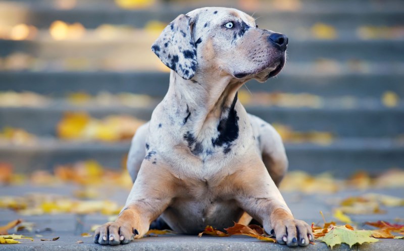 150+ Unique Dog Names that are as One-of-a-Kind as Your Pup