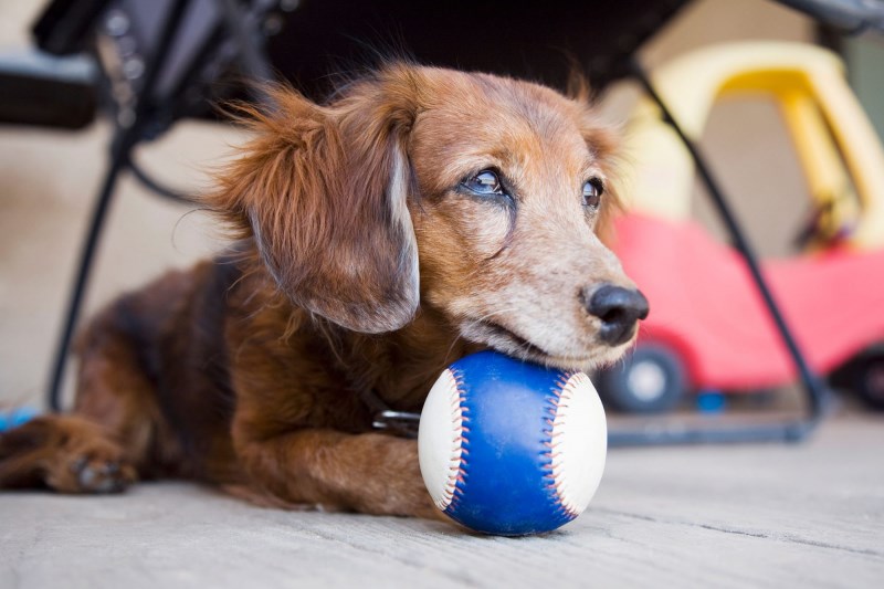 Here Are Some Clues to Tell How Old Your Dog Could Be