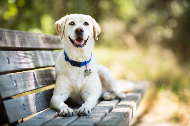 What Your Dog’s Body Language Is Trying to Tell You