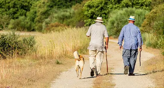 More Elderly Are Breaking Bones While Dog Walking