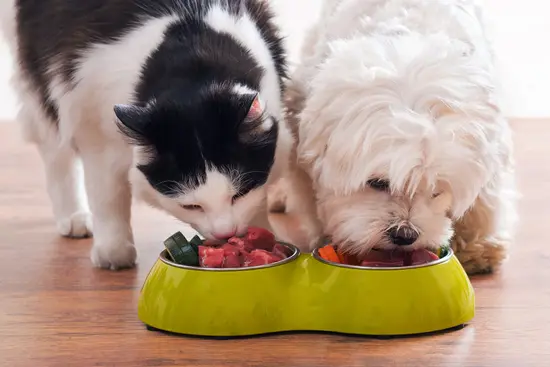 Is Raw or Homemade Food Good for Your Pet?