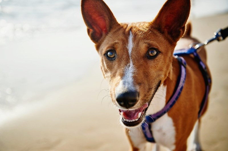 Here’s How to Stay Safe With Your Dog at the Beach