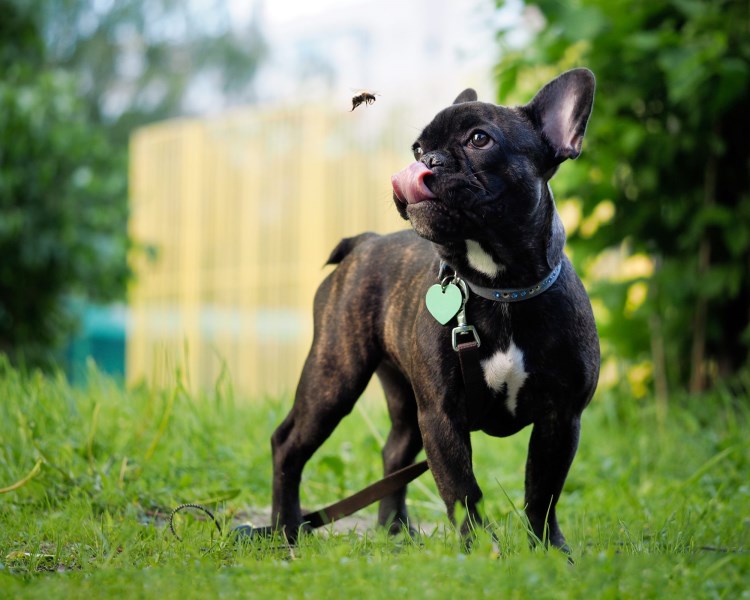 How to Help Your Dog Heal from Bee Stings & Insect Bites