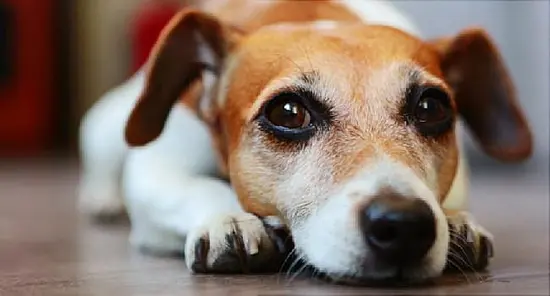 Did ‘Puppy Dog Eyes’ Evolve to Please Humans?