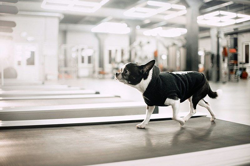 Can’t Go Out for a Walk? Here’s How to Train Your Dog on a Treadmill