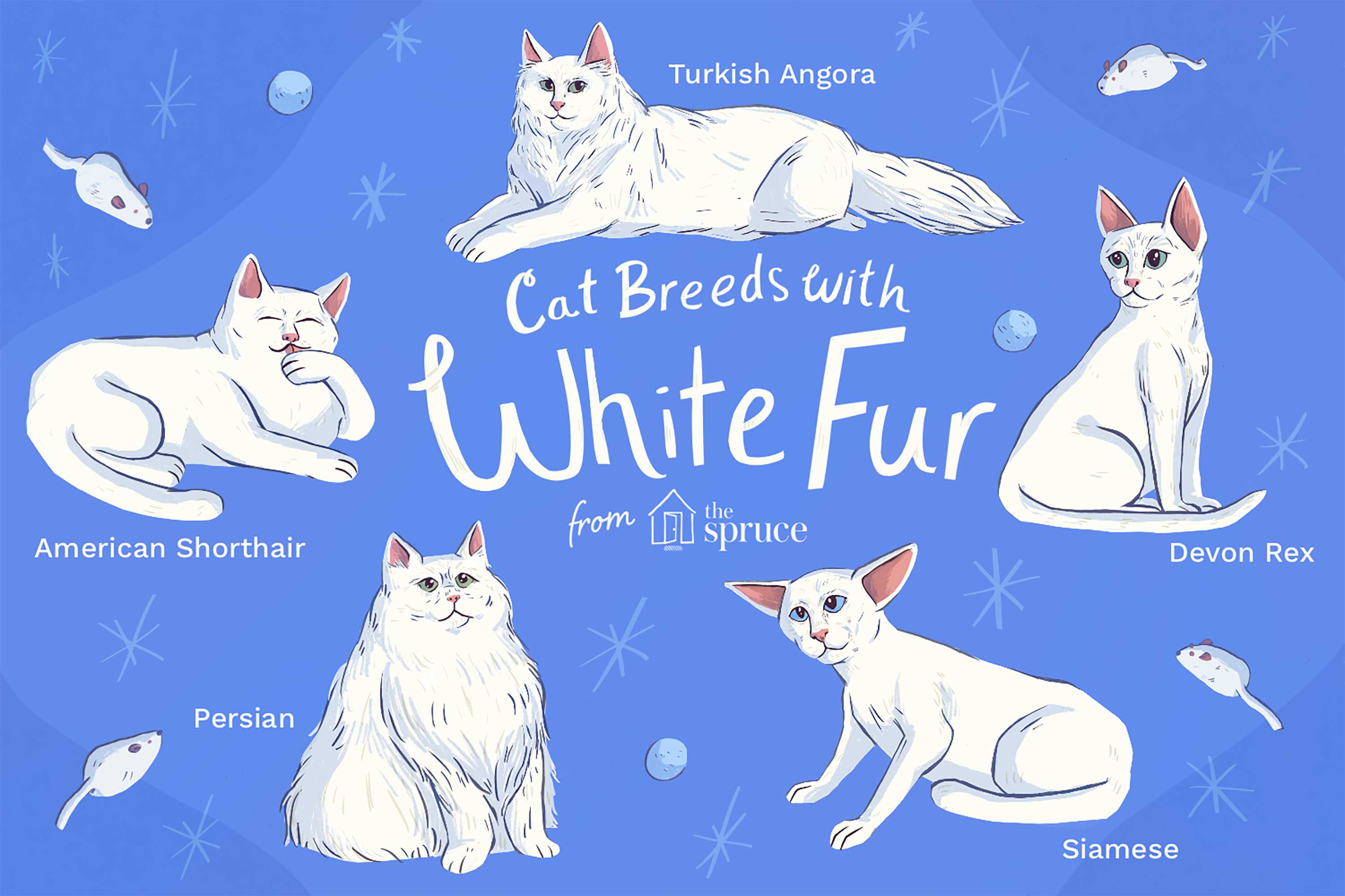 The Best White Cat Breeds to Keep as Pets