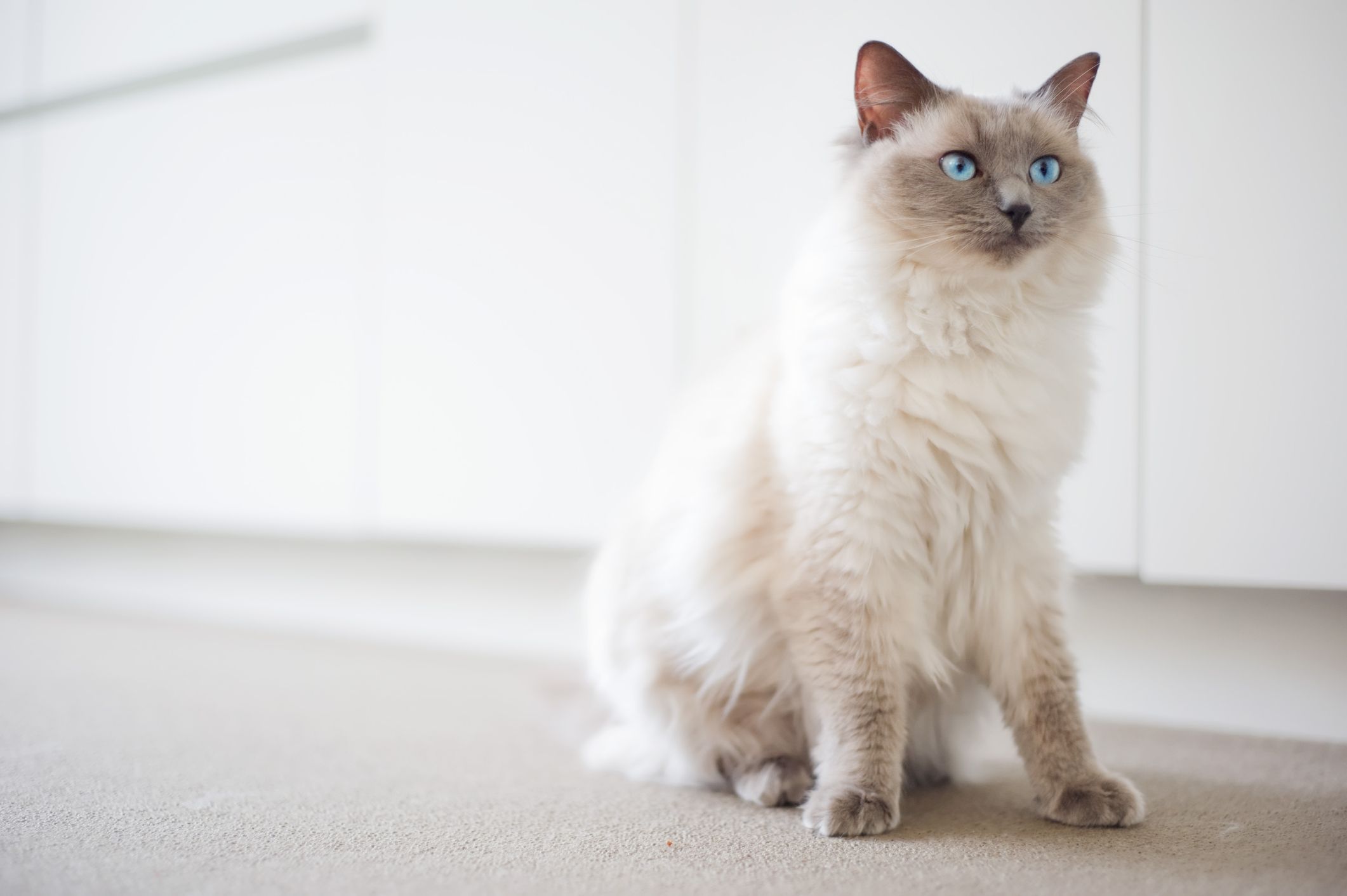 23 Cute Cat Breeds Anyone and Everyone Will Love