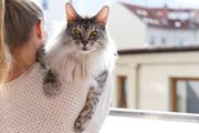 Meet the Cool and Confident Ragdoll Cat