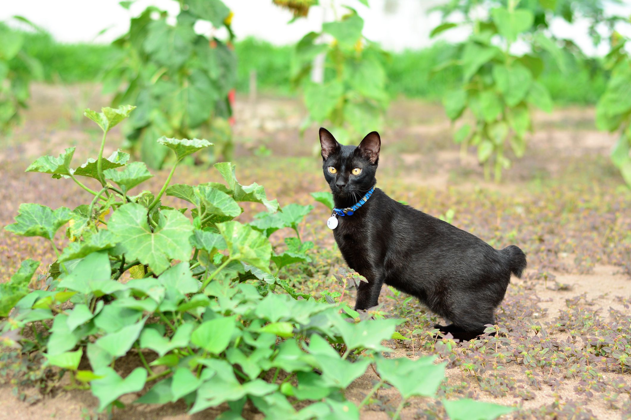 Learn All About the Japanese Bobtail